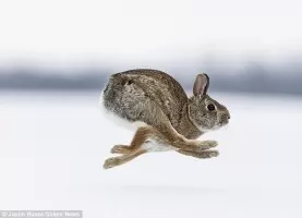 Weißt du, welche Frequenz den Osterhasen verscheucht?