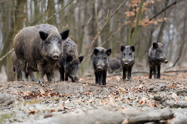 Was tun, wenn ein Wildschwein auf uns zukommt?