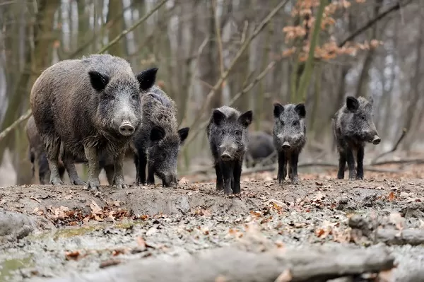 Was tun, wenn ein Wildschwein auf uns zukommt?