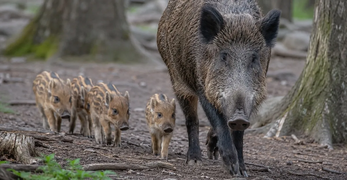 Was isst ein Gourmet Wildschwein?
