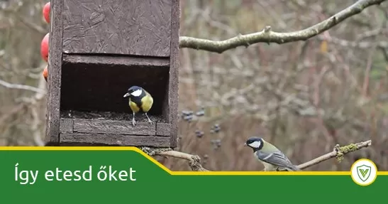 Alles, was Sie über die Vogelfütterung wissen sollten
