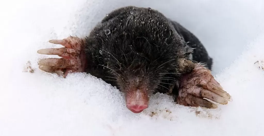 Was machen die Maulwürfe im Winter?