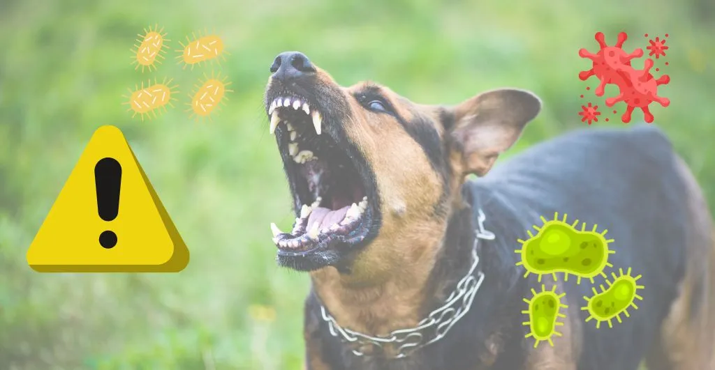 Tollwut: Was jeder Tierhalter und Naturfreund wissen sollte