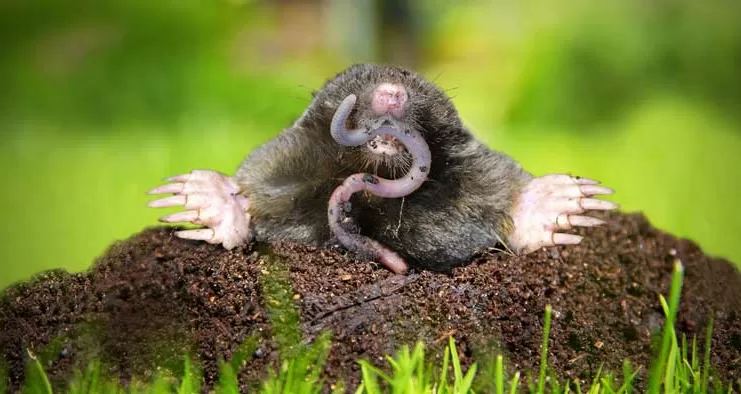 Was mögen Maulwürfe gerade an deinem Garten so sehr?